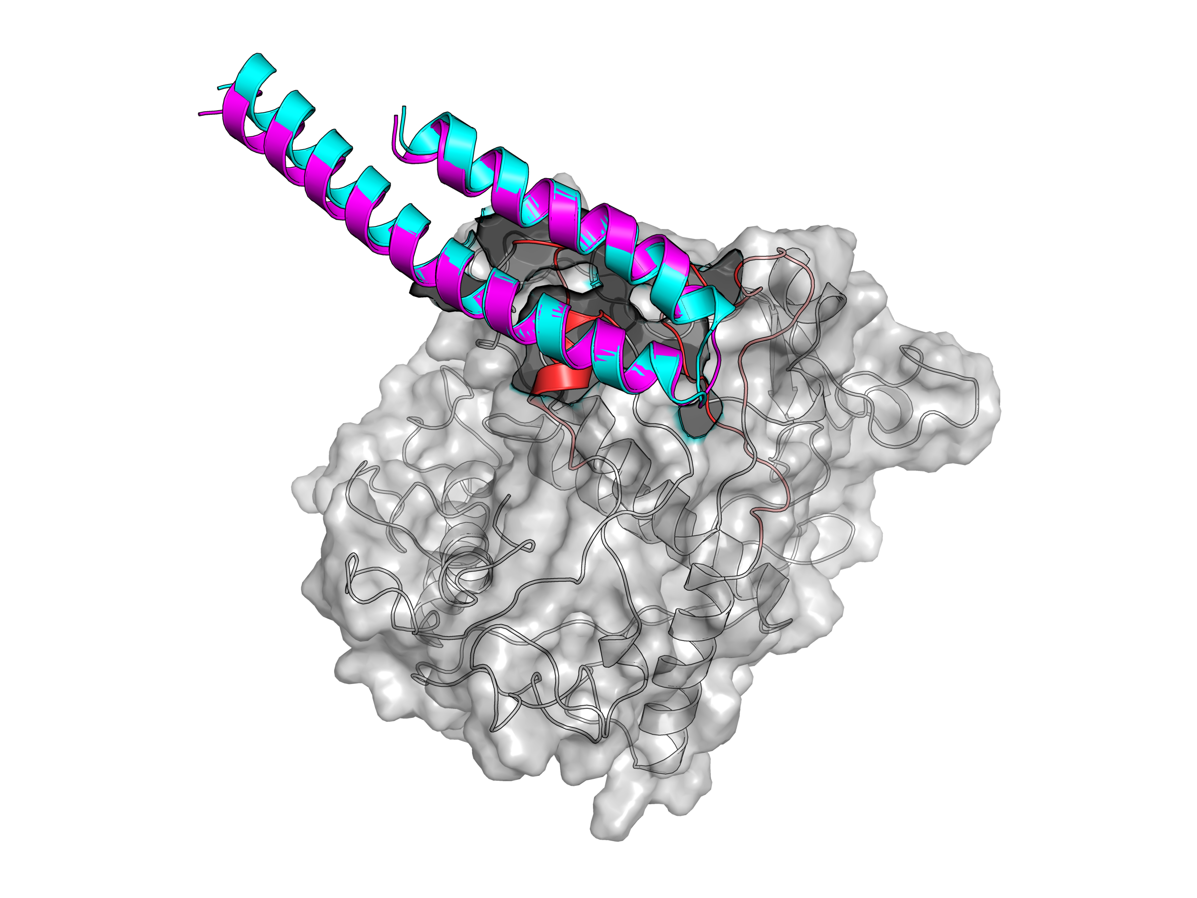 Two predicted helical binder structures in cyan and magenta overlaid on the gray TYRP1 target surface