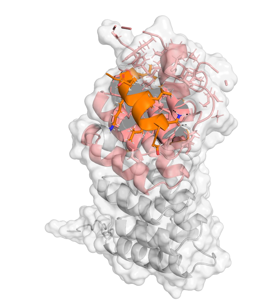 Predicted BC3 peptide in orange against the IκBα target surface, with the hotspot region highlighted in pink